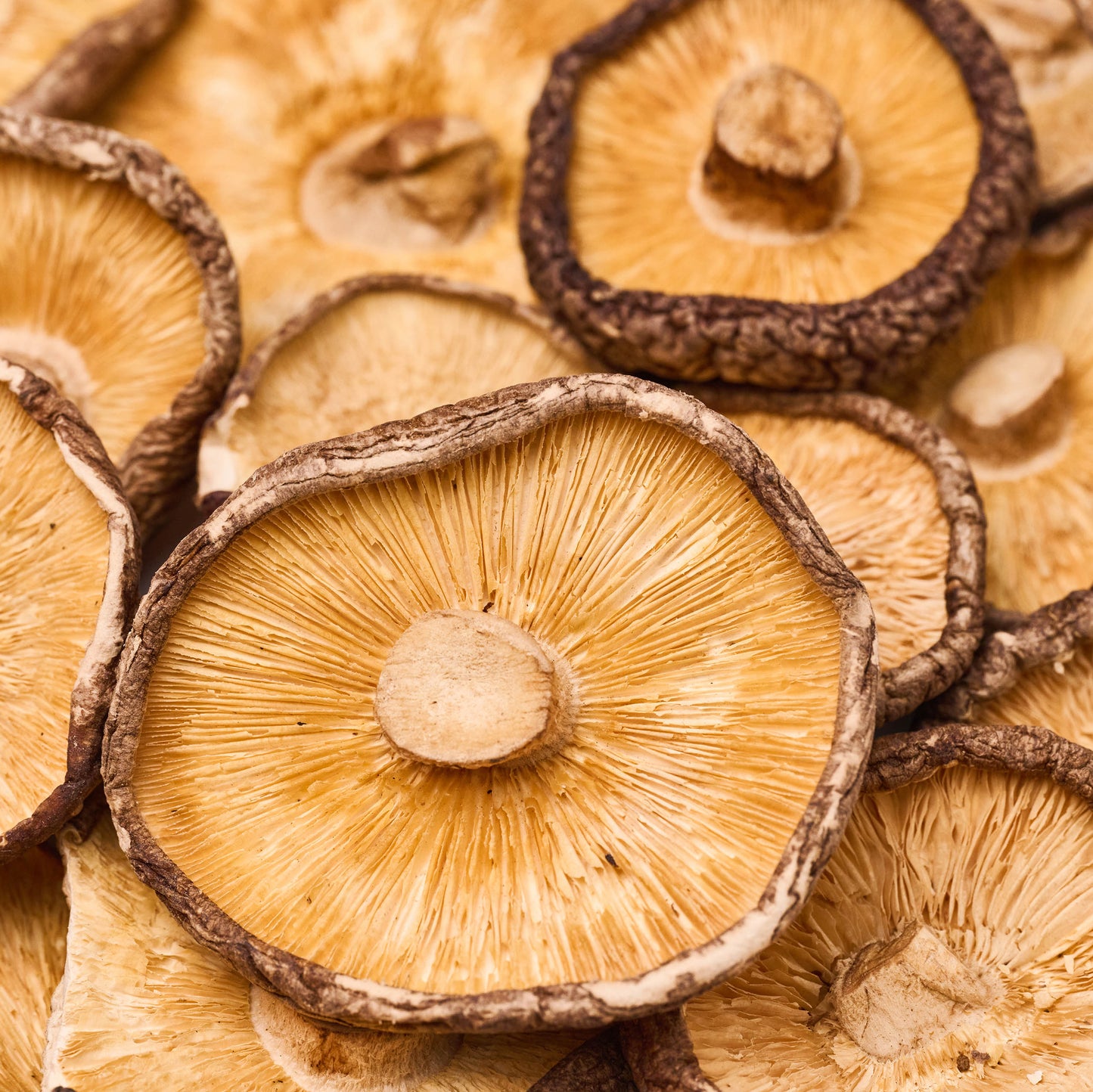 
                  
                    Hongo shiitake
                  
                